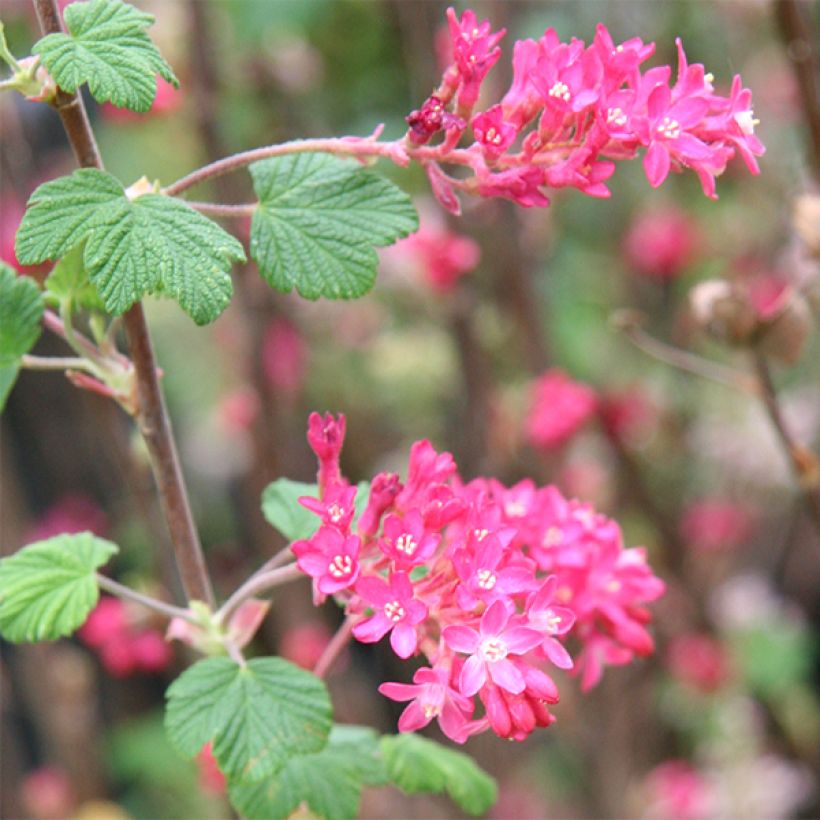 Blut-Johannisbeere King Edward VII - Ribes sanguineum (Blüte)