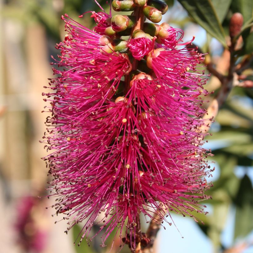 Callistemon violaceus - Zylinderputzer (Blüte)