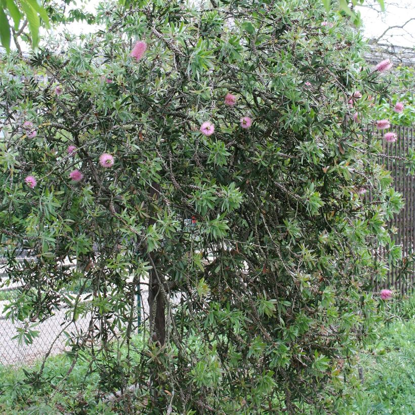 Callistemon violaceus - Zylinderputzer (Hafen)