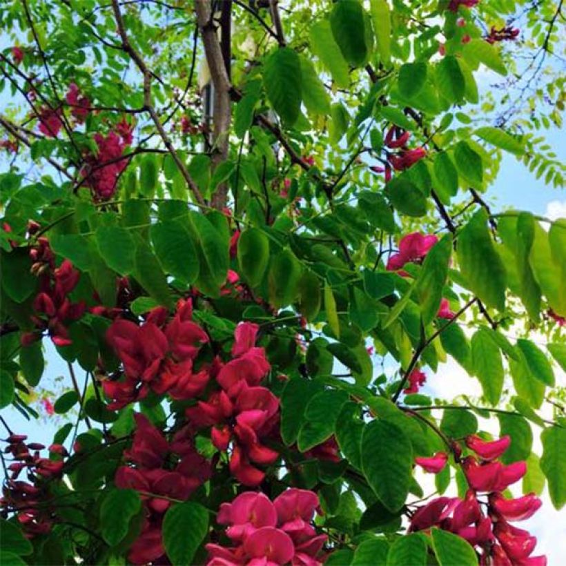 Robinia pseudoacacia Casque Rouge - Gewöhnliche Robinie (Laub)