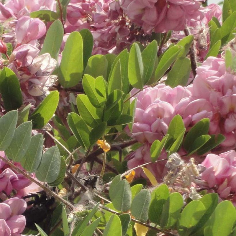 Robinia hispida Rosea - Borstige Robinie (Laub)