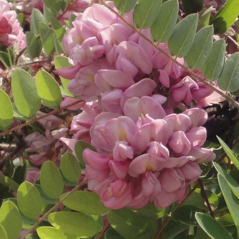 Robinia hispida Rosea - Borstige Robinie (Blüte)