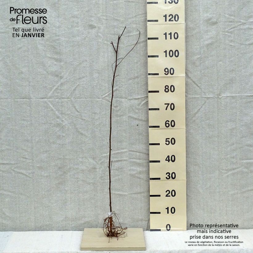 Exemplar von Robinia pseudoacacia - Faux-acacia en racines nues 60/120 wie im Winter geliefert