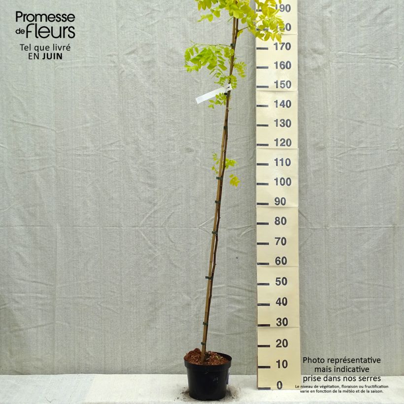 Exemplar von Robinia pseudoacacia Frisia - Gewöhnliche Robinie Topf mit 4L/5LGelieferte Höhe ca. 140/160cm wie im Frühjahr geliefert