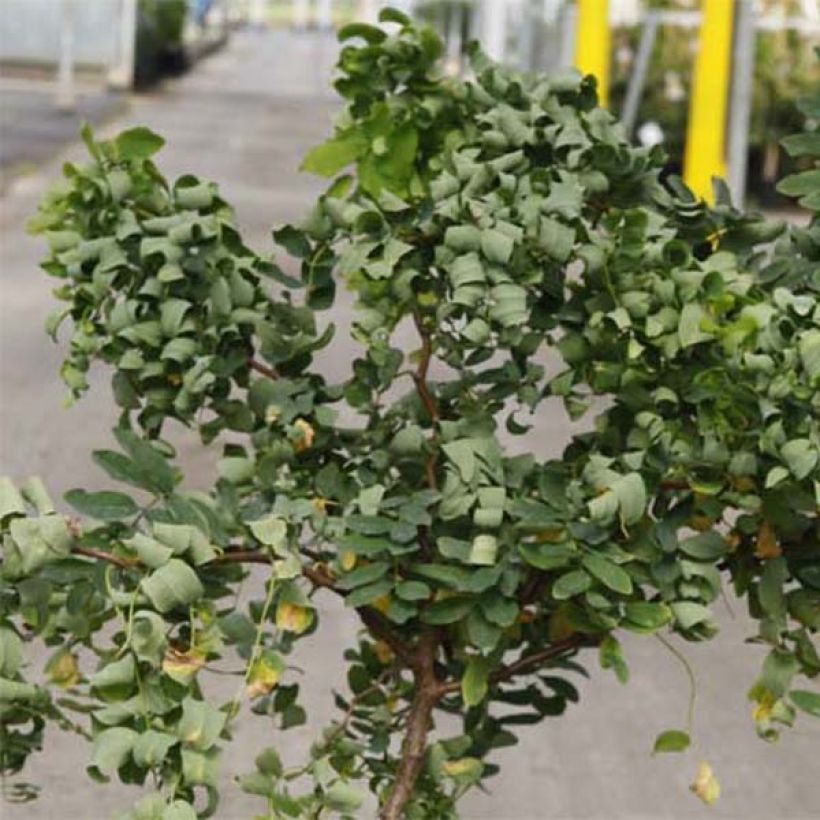 Robinia pseudoacacia Twisty Baby Lace Lady - Gewöhnliche Robinie (Laub)