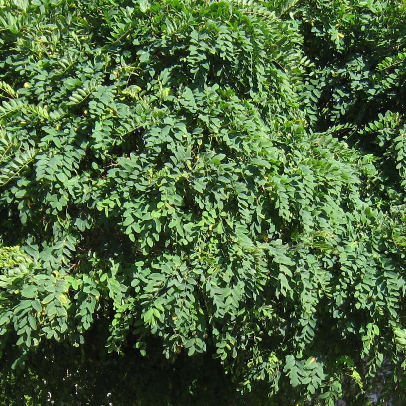 Robinia pseudoacacia Umbraculifera - Gewöhnliche Robinie (Laub)