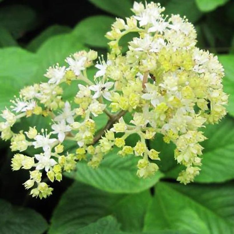 Rodgersia La Blanche - Schaublatt (Blüte)