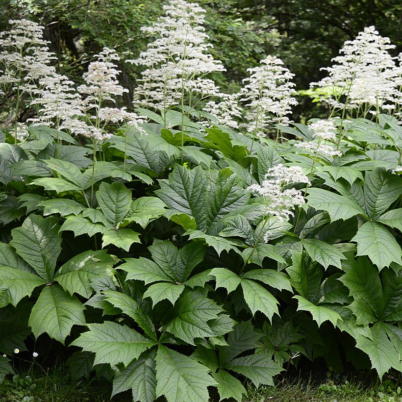 Rodgersia La Blanche - Schaublatt (Hafen)