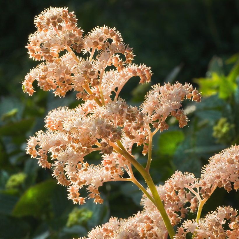 Rodgersia aesculifolia - Schaublatt (Blüte)