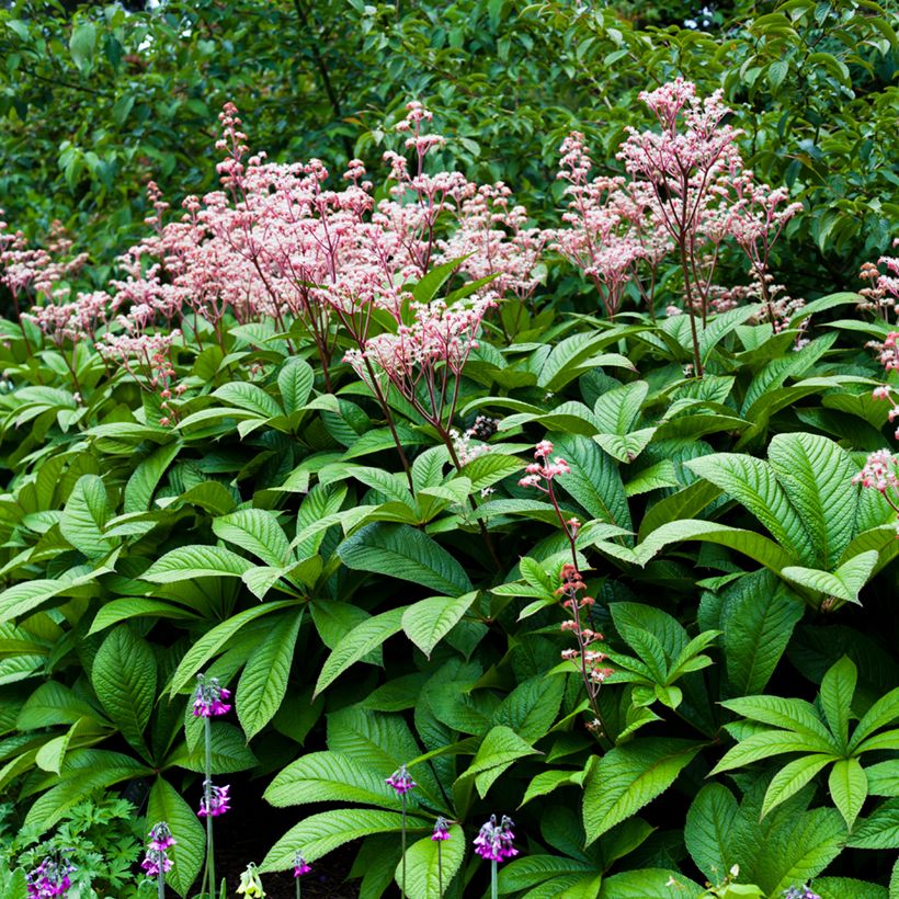 Rodgersia aesculifolia - Schaublatt (Hafen)