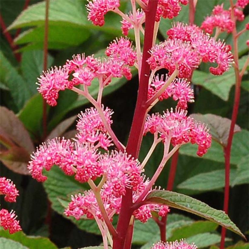 Rodgersia pinnata Bronze Peacock - Schaublatt (Blüte)