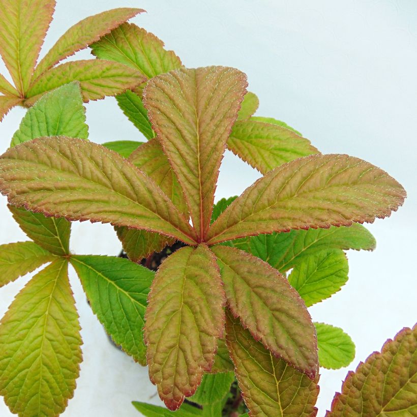 Rodgersia pinnata Chocolate Wings - Schaublatt (Laub)