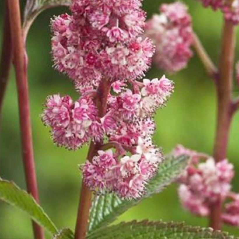 Rodgersia pinnata Dark Pokers - Schaublatt (Blüte)