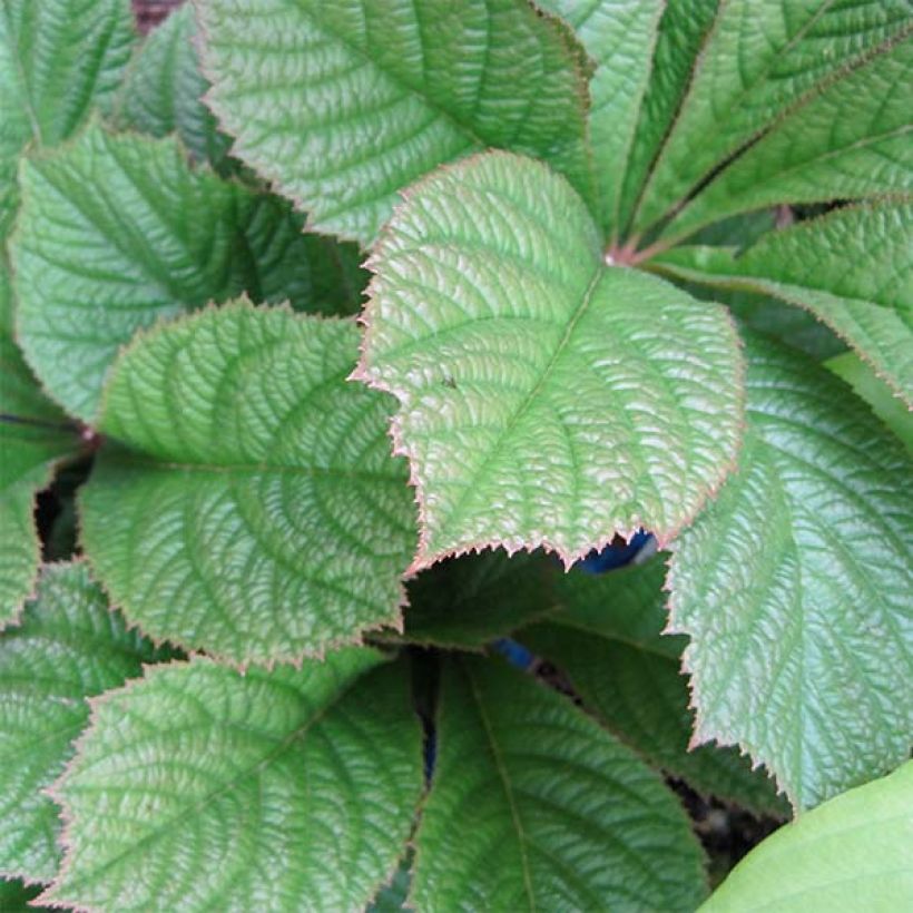 Rodgersia pinnata Elegans - Schaublatt (Laub)