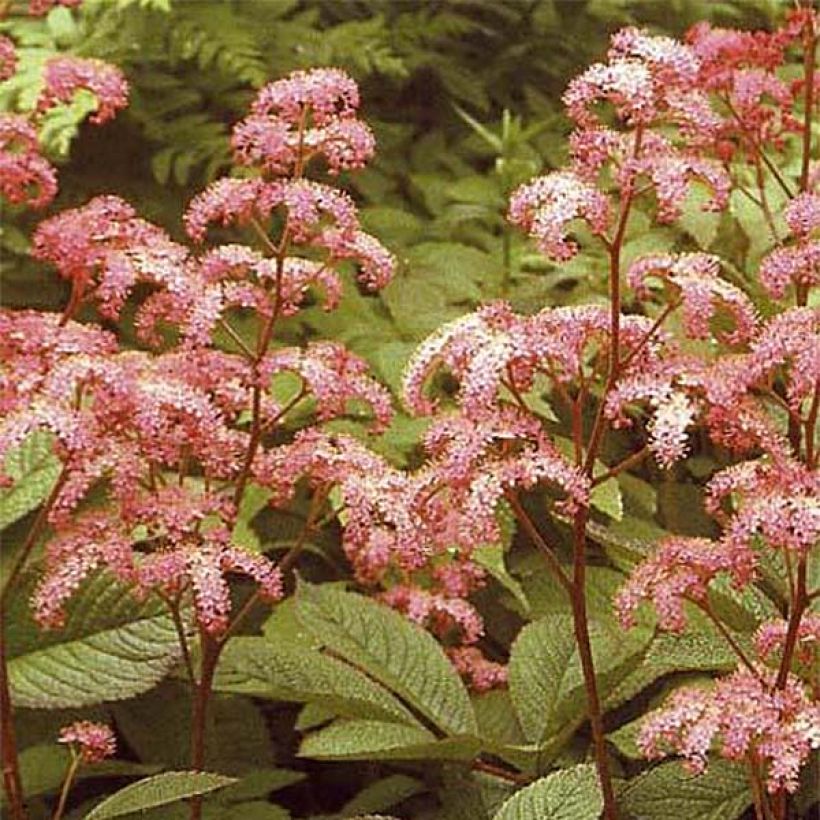 Rodgersia pinnata Elegans - Schaublatt (Blüte)