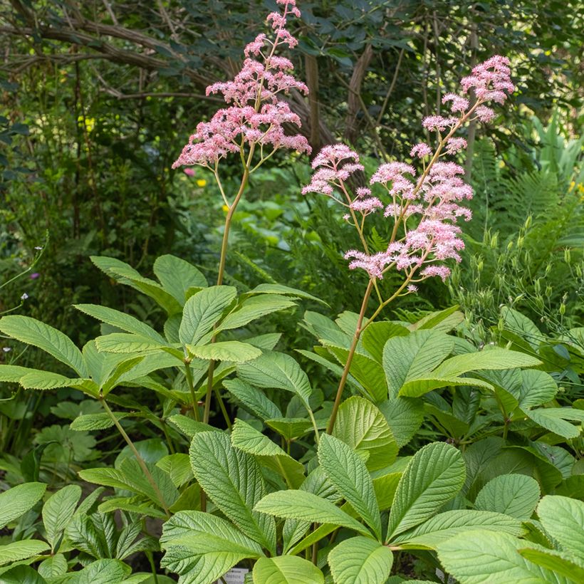 Rodgersia pinnata - Schaublatt (Hafen)