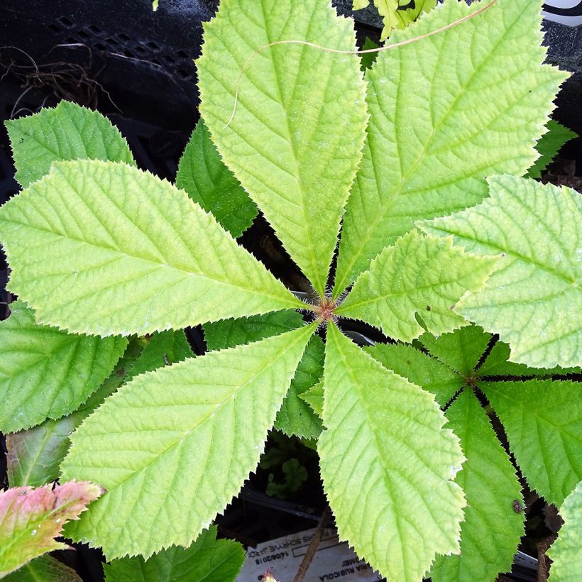 Rodgersia podophylla - Schaublatt (Laub)