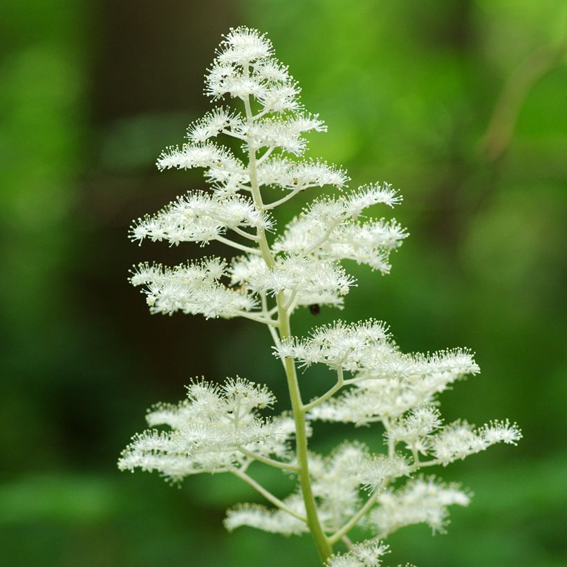 Rodgersia podophylla - Schaublatt (Blüte)