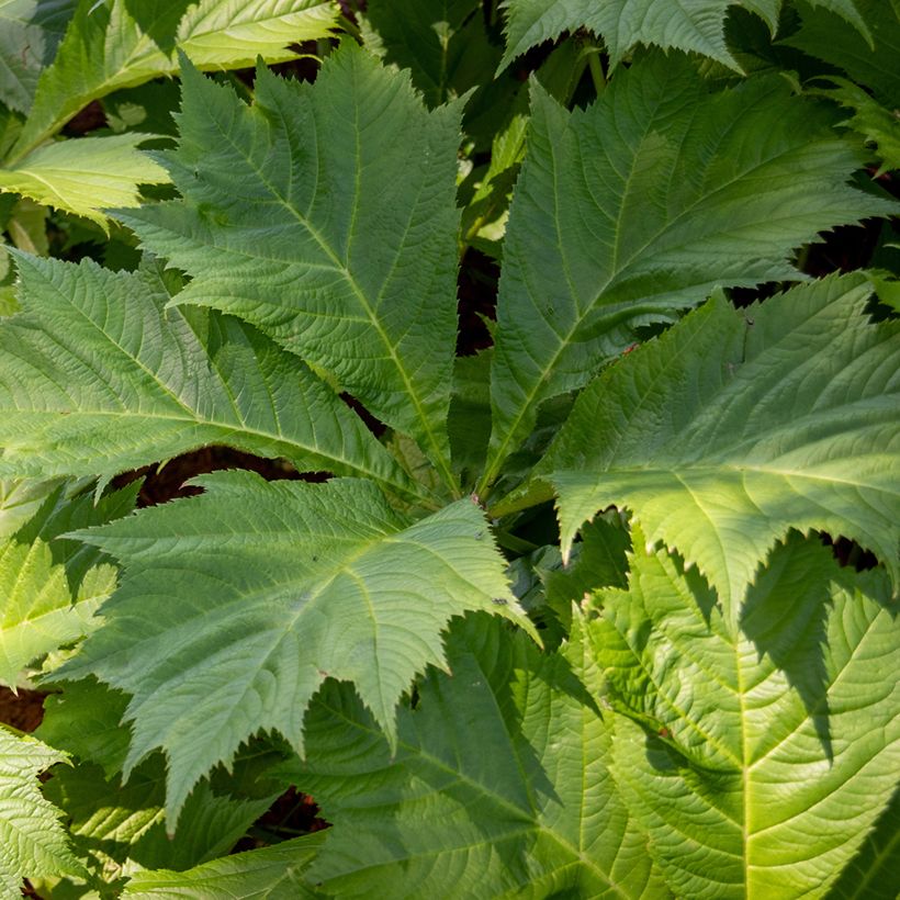 Rodgersia sambucifolia - Schaublatt (Laub)