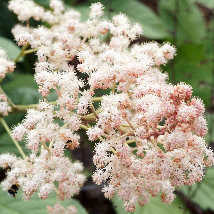 Rodgersia sambucifolia - Schaublatt (Blüte)