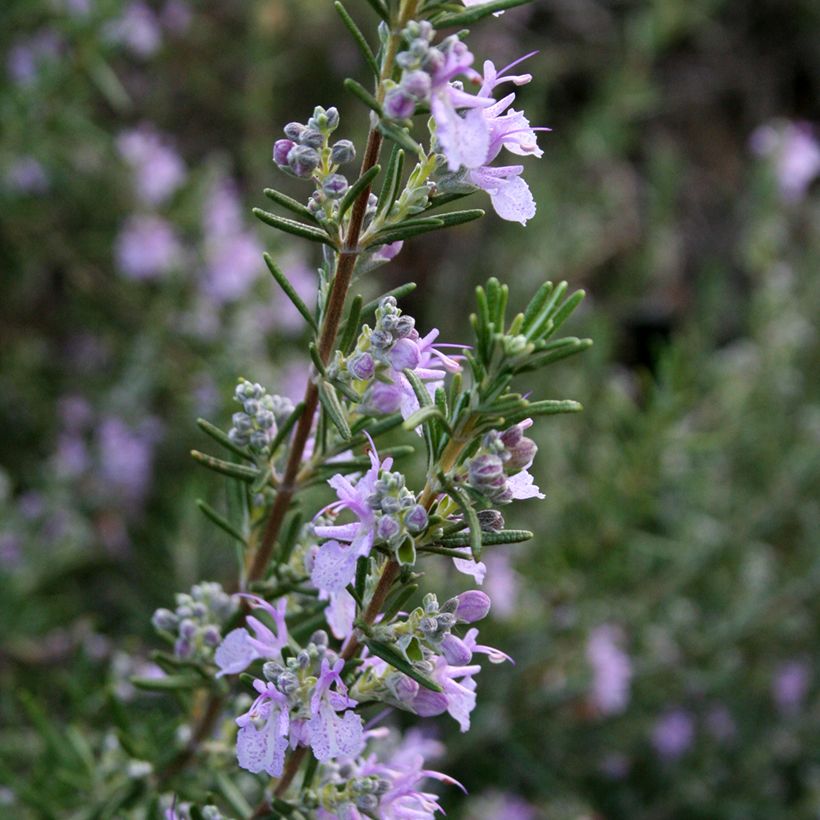 Rosmarin Majorca Pink - Rosmarinus officinalis (Blüte)