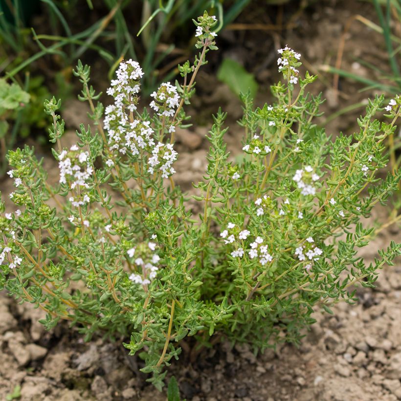 Rosmarin Albiflorus - Rosmarinus officinalis (Hafen)