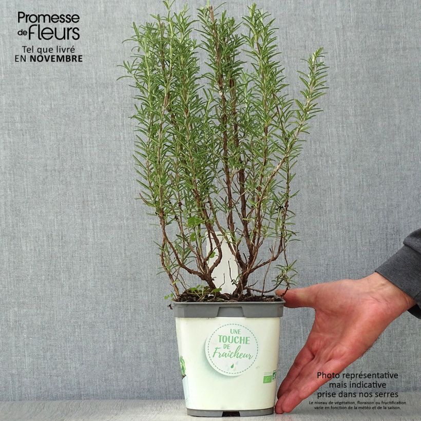 Exemplar von Romarin officinal Bio - Rosmarinus officinalis en plants Bio Pot de 1L./1.5L. wie im Herbst geliefert