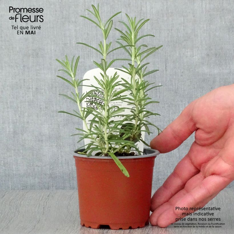 Exemplar von Romarin officinal Bio - Rosmarinus officinalis en plants Bio pot de 10/11cm wie im Frühjahr geliefert