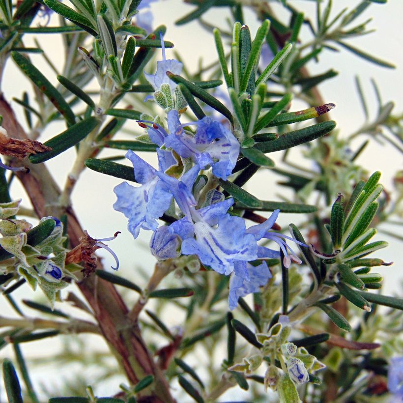 Rosmarin Prostratus - Rosmarinus officinalis (Blüte)