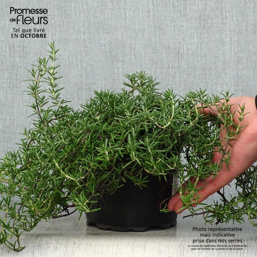 Exemplar von Romarin rampant - Rosmarinus officinalis Prostratus en pot de 2L wie im Herbst geliefert