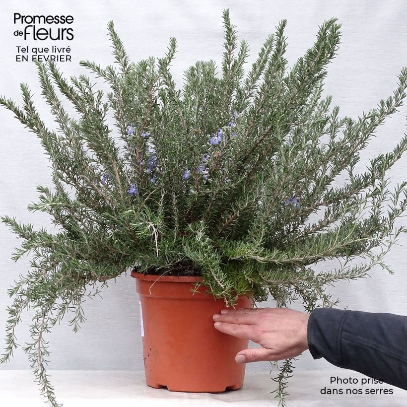 Exemplar von Romarin rampant - Rosmarinus officinalis Prostratus en pot de 7,5L/10L wie im Winter geliefert