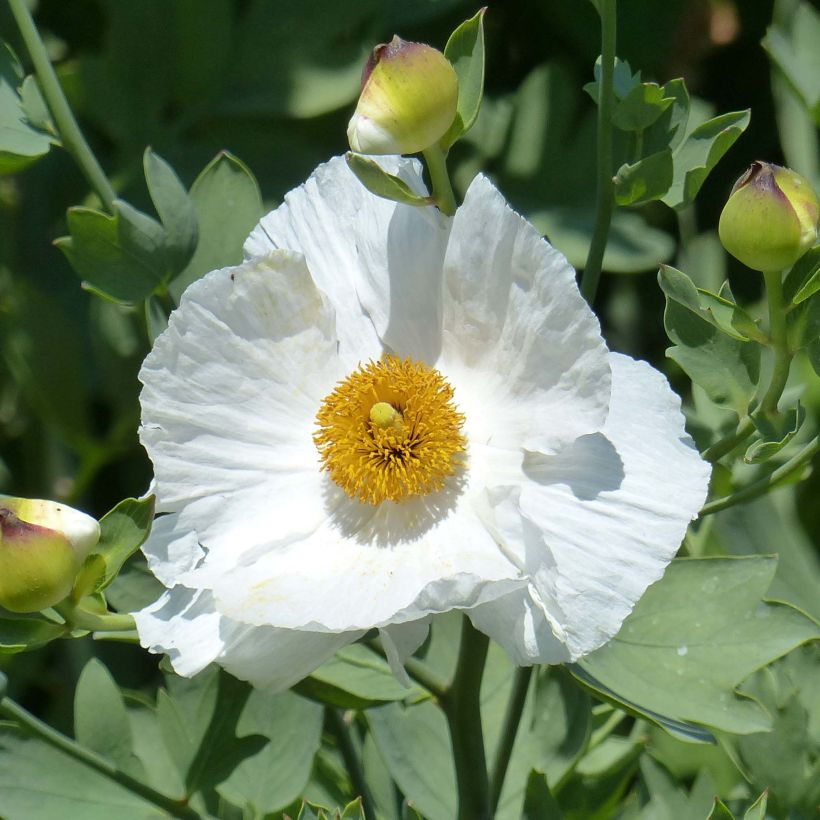 Romneya coulteri - Baummohn (Blüte)