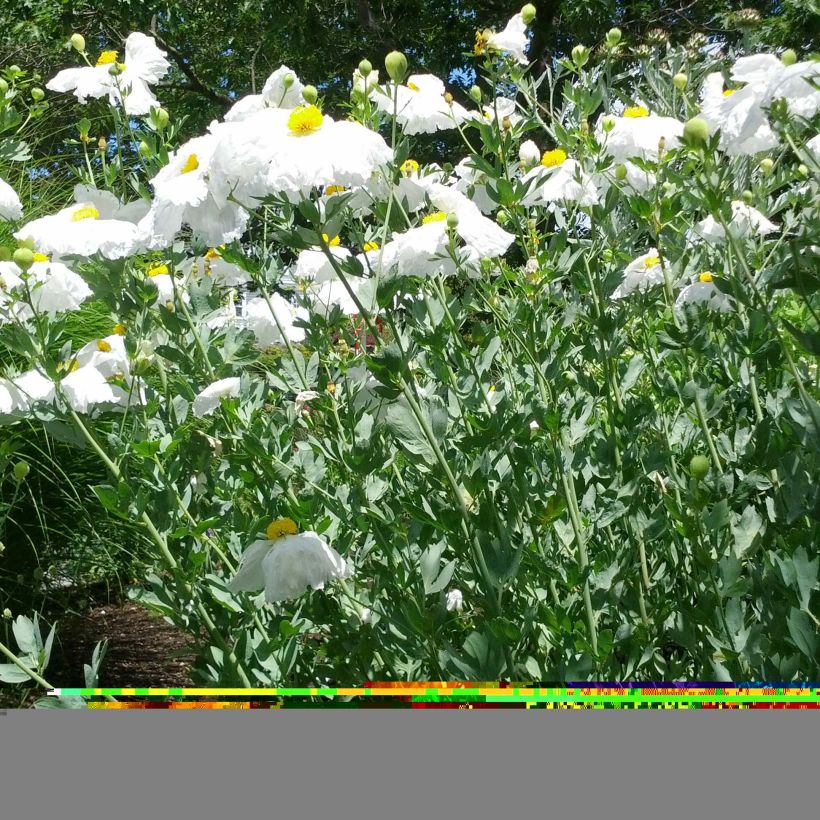 Romneya coulteri - Baummohn (Hafen)