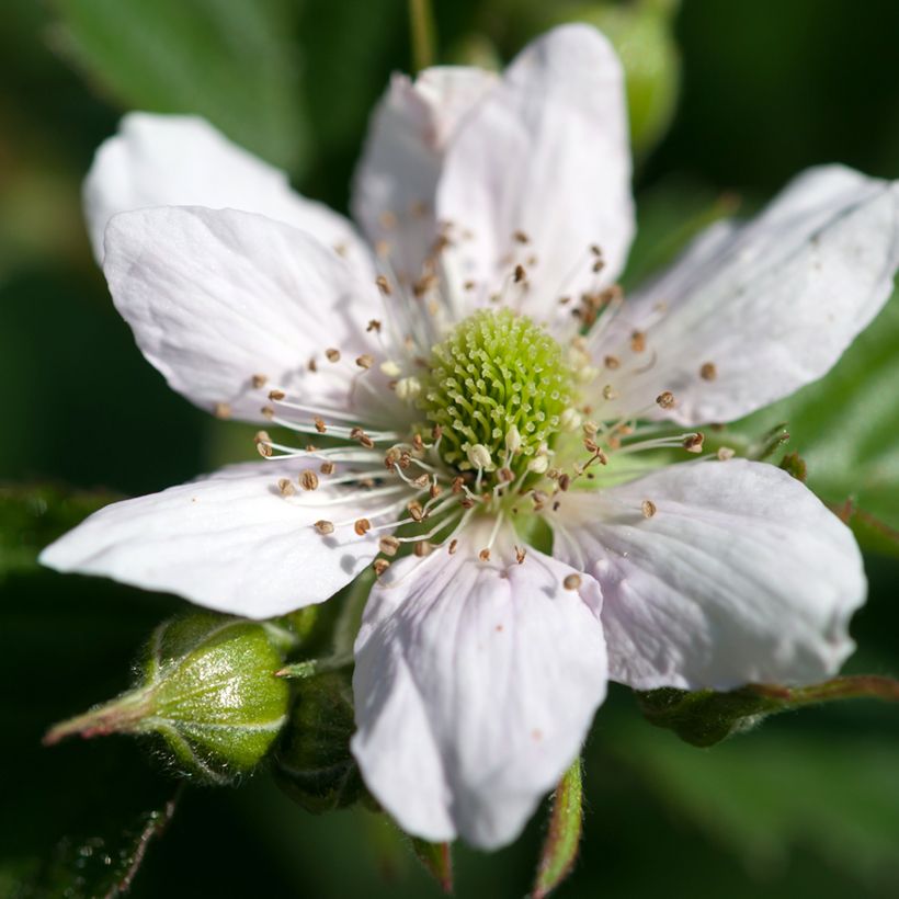 Brombeere - Rubus fruticosus (Blüte)