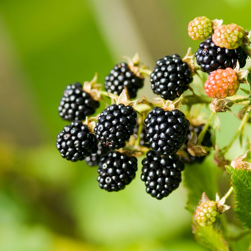 Brombeere - Rubus fruticosus (Ernte)