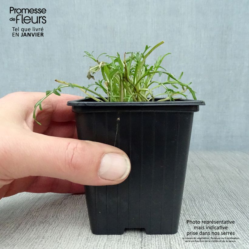 Exemplar von Roquette sauvage BIO - Diplotaxis erucoides Godet de 8 cm wie im Winter geliefert