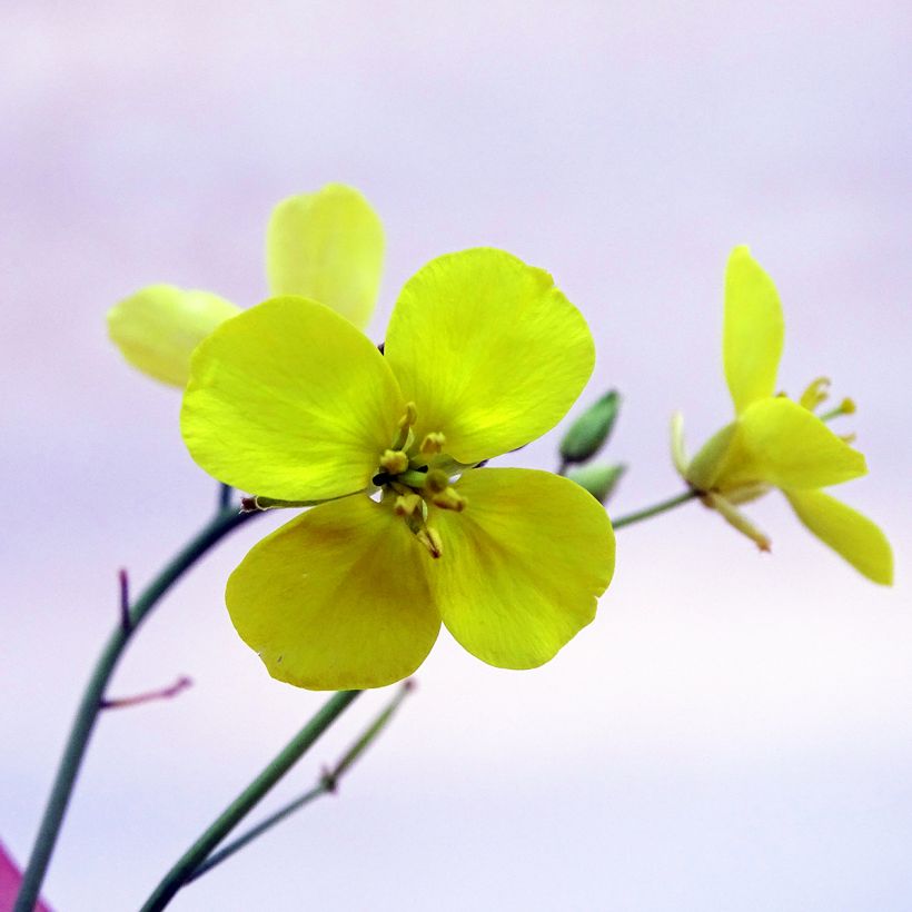 Raukenähnlicher Doppelsame Bio - Diplotaxis erucoides (Blüte)