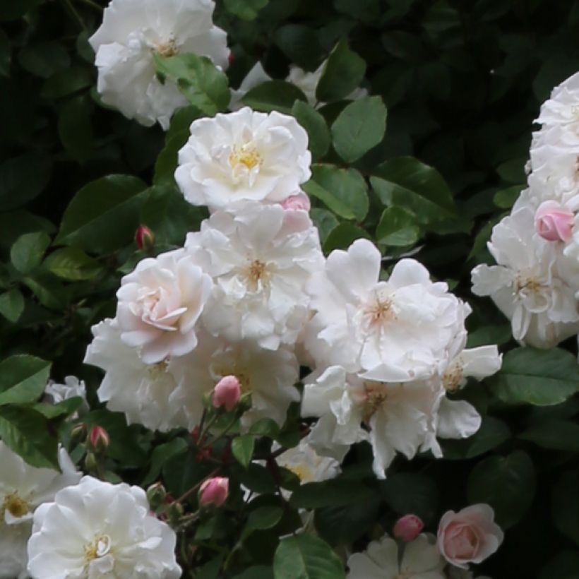 Rosa Adélaïde d’Orléans - Rambler-Rose (Blüte)