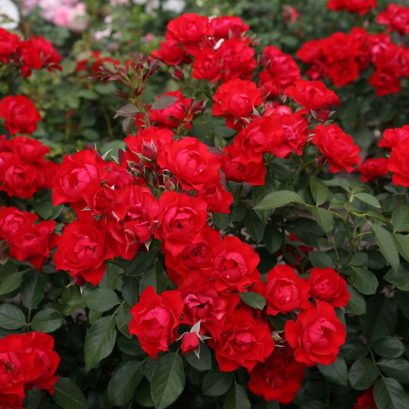 Rosa Black Forest Rose - Bodendecker-Rose (Blüte)