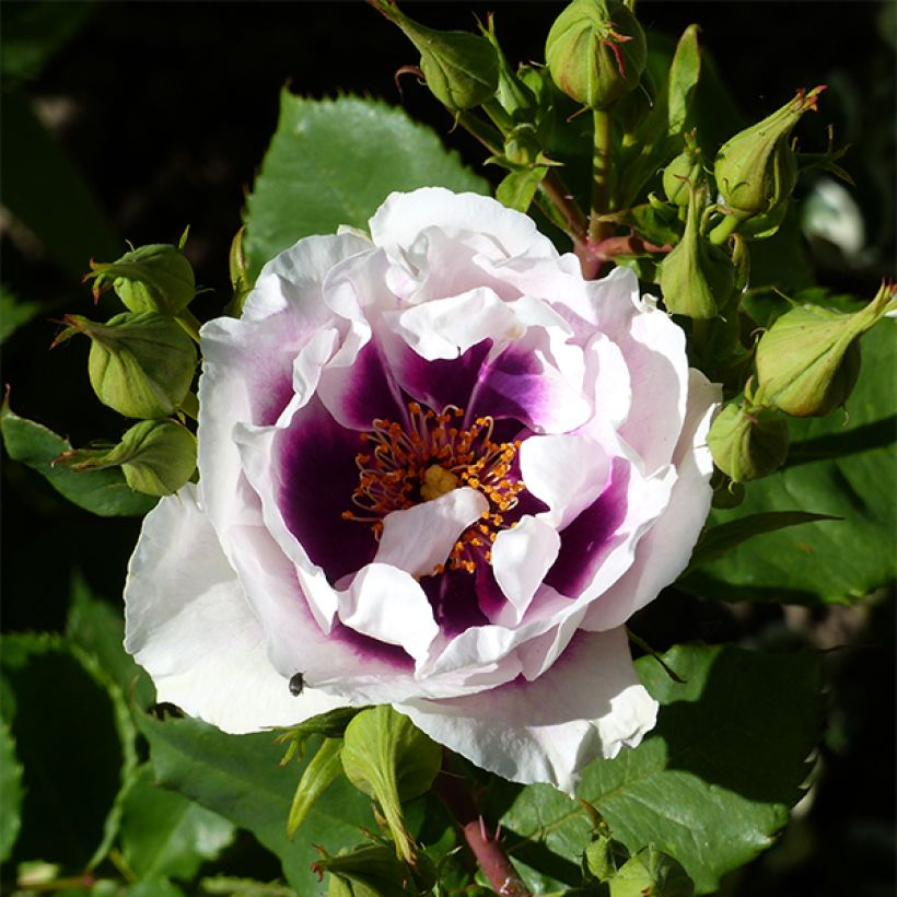 Rosa persica Eyes for You Blue Eyes - Beetrose (Blüte)