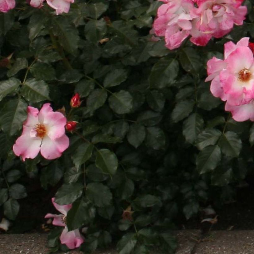 Rosa Dolomiti Korrahibe - Bodendecker-Rose (Laub)