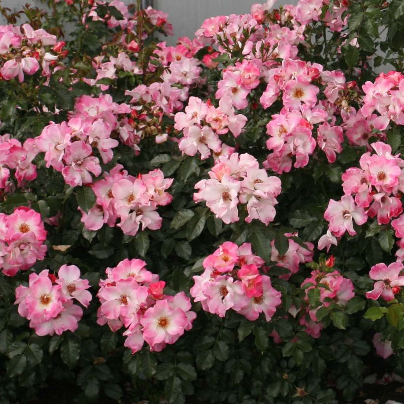 Rosa Dolomiti Korrahibe - Bodendecker-Rose (Blüte)