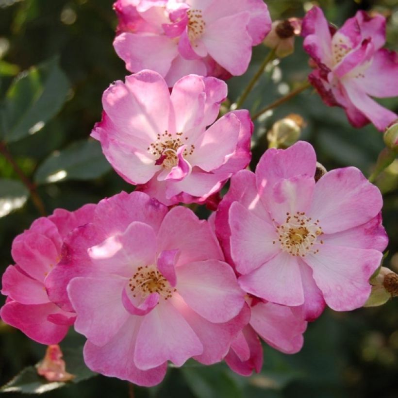 Rosa Lavender Dream - Bodendecker-Rose (Blüte)