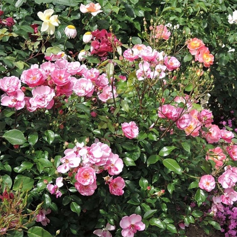 Rosa Lavender Meidiland (Louis Blériot) - Beetrose (Blüte)