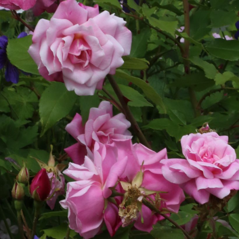 Rosa chinensis Old Blush - Historische Rose (Blüte)