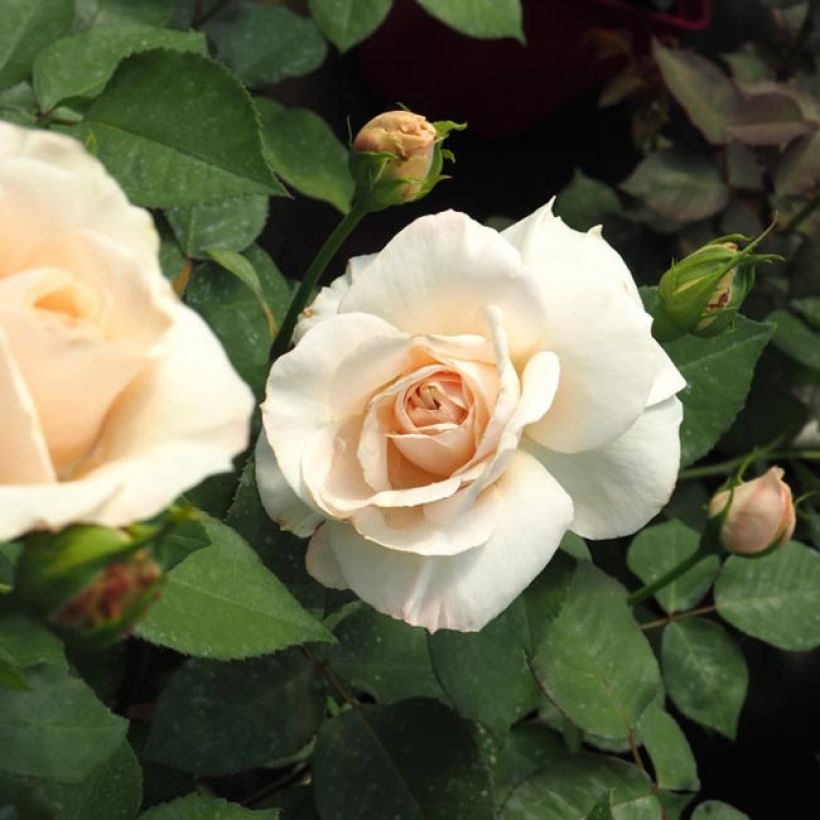 Rosa Princesse Astrid de Belgique - Edelrose (Blüte)