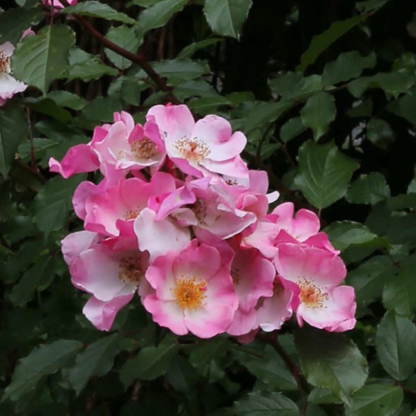 Rosa Rosy Cushion - Moderne Hybrid-Rose (Blüte)