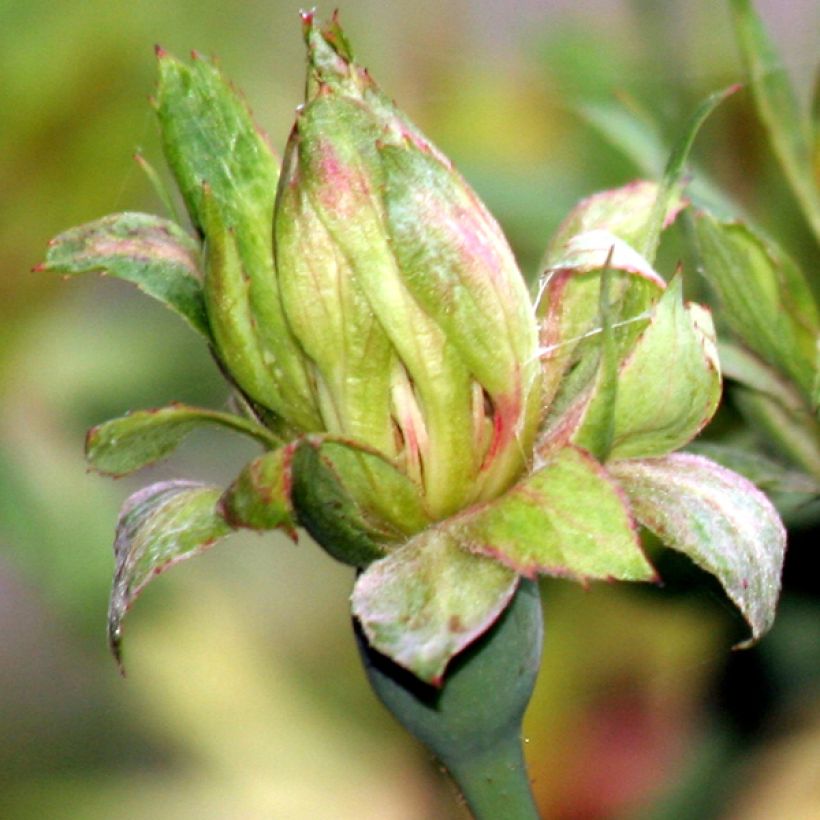 Rosa chinensis Viridiflora - Botanischer Rosenstrauch (Blüte)