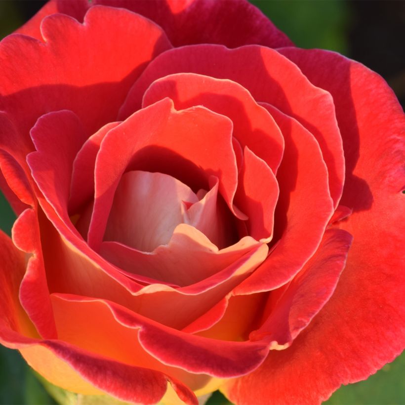 Rosa Aline Mayrisch Rose - Beetrose (Blüte)