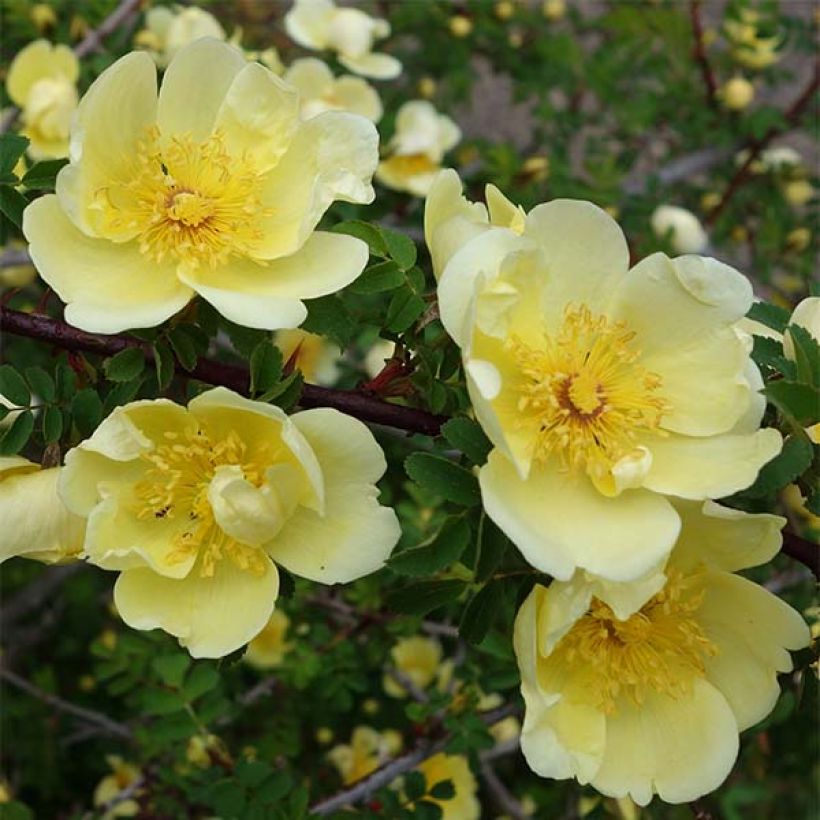 Rosa hugonis - Hugos Rose (Blüte)